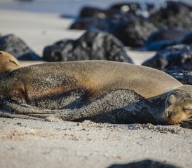 7-Daagse Beste van Galápagos Wildlife Tour op San Cristóbal en Santa Cruz, Ecuador - Photo 2