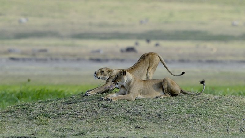 5 Day Ultimate Tanzania Safari: Explore Serengeti, Ngorongoro, and Tarangire National Parks