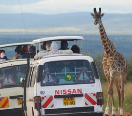 7 jours en stage de safari exceptionnel à Masai Mara, au lac Nakuru, au lac Naivasha et au parc national d’Amboseli - Photo 2