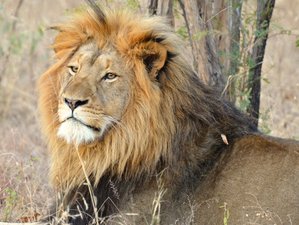 3 Day Classic Kruger Park Safari in South Africa