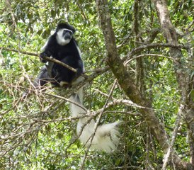 7 jours safari privé au parc national du Serengeti et au-delà, Tanzanie - Photo 3
