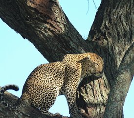 5 jours safari en lodge Best of en Tanzanie à Tarangire, cratère du Ngorongoro et lac Manyara, Tanzanie - Photo 5
