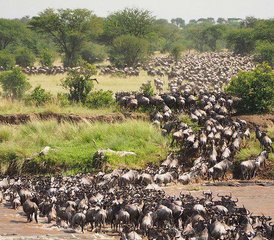 7 jours explorez le cœur de la Tanzanie: safari dans le Serengeti, Tarangire et le cratère du Ngorongoro - Photo 2