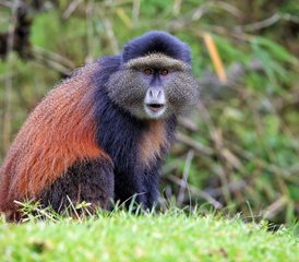 6 Tage Schimpansen- und Goldmeerkatzen-Safari-Tour in Ruanda - Photo 2