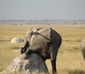 4-Daagse Safari-odyssee Door de Majesteit Van Amboseli En de Ongetemde Schoonheid Van Tsavo" - Photo 3
