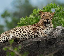 9 Day Sri Lanka Wildlife Viewing Tour - Photo 4