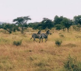 8 Day Guided Motorcycle Tour in Rwanda - Photo 5