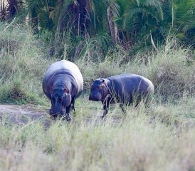 4 días de safari de acampada en Tanzania - Photo 5