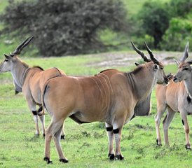 3 jours en stage safari économique en groupe à Masai Mara depuis Kisumu, Kenya - Photo 5