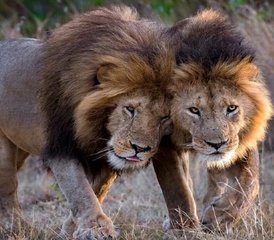 42 Tage Private Gnu-Wanderung Kenia Safari Tour mir Ballonfahrt - Photo 1