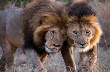 2 días de safari privado para ver la migración de ñus en Kenia con paseo en globo aerostático
