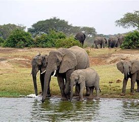 5 jours gorilles de montagne et safari avec détente au lac Bunyonyi, Ouganda - Photo 5