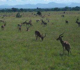 3-Daagse Tanzania Safari in Nyerere National Park - Photo 5