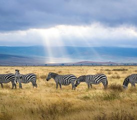 3 Tage Budgetfreundliche Gruppen-Safari in Tansania mit Wasserfällen und Kaffeetour - Photo 3