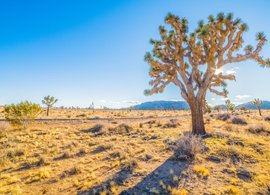 Joshua Tree National Park Retraites en Reizen