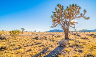 parc national de Joshua Tree Retraites et Voyages