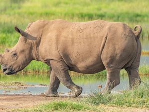 5 jours de safari de groupe à couper le souffle au Kenya