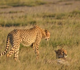 14 Day Masai Mara Private Midrange Safari in Kenya - Photo 1