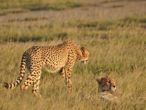 4 Day Masai Mara Private Midrange Safari in Kenya
