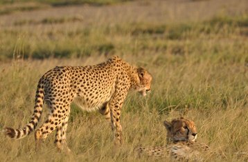 4 jours safari privé de gamme intermédiaire au Masai Mara, Kenya