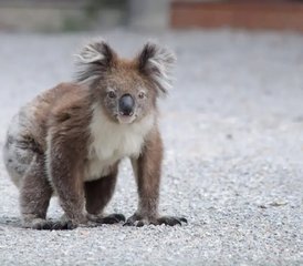 2 Tage Great Ocean Road Wildnis Tour von Melbourne nach Adelaide in Australien - Photo 2