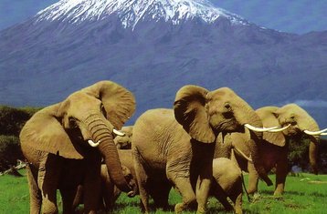  3 Tage Erstaunliche Amboseli Safari Erfahrung