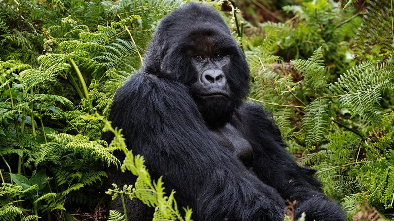 3 Tage Gorilla-Trekking-Expedition Volcanoes National Park, Ruanda
