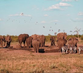 7 días de retiro de yoga multisistema y safari de los Cinco Grandes en Nambiti, Sudáfrica - Photo 5