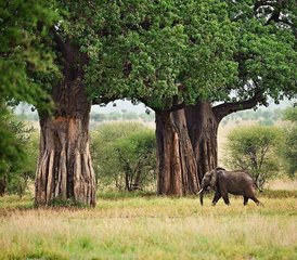 16 Tage Wildtierabenteuer und tropischer Strandurlaub: Tansania-Safari und Sansibar-Erlebnis - Photo 2