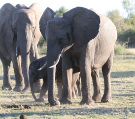 5 Tage Moremi Wildreservat Camping und Nilpferd Safari - Photo 2