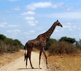 2-Daagse Tanzania Safari in Mikumi National Park - Photo 5