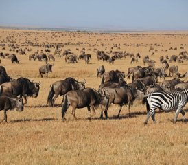 3 Day Masai Mara Safari in Kenya - Photo 2
