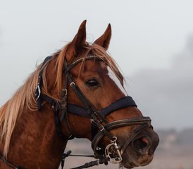 3 Day Sidi Kaouki Trek: Adventure, Relaxation, and Sunset Magic Horse Riding Holiday in Morocco - Photo 5