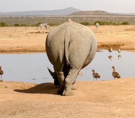 5 días de safari de vida silvestre en Tanzania: lago Manyara, Serengueti y cráter Ngorongoro - Photo 4