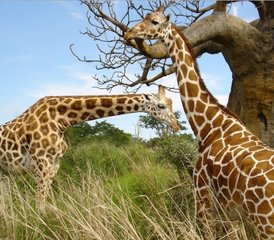 3 Day Maasai Mara Safari in Kenya - Photo 5
