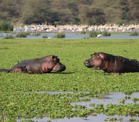 5 jours safari en camping au lac Manyara, au Ngorongoro et au Serengeti, Tanzanie - Photo 2