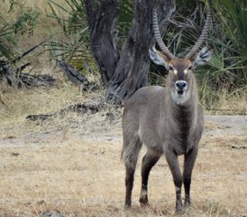 3 jours en stage dans le parc national de Nyerere (ancienne réserve de Selous) en hébergement privé de gamme moyenne en Tanzanie - Photo 2