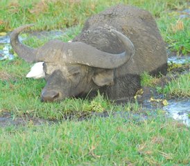 4-Daagse Safari-odyssee Door de Majesteit Van Amboseli En de Ongetemde Schoonheid Van Tsavo" - Photo 4