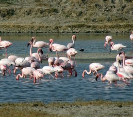4 jours safari privé en Tanzanie dans le Serengeti et le cratère du Ngorongoro, Tanzanie - Photo 2
