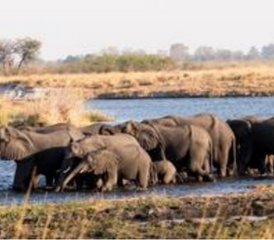 11 Tage Namibia Big-5 Wildtier-Safari mit Chobe Nationalpark Tour - Photo 4