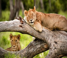 7 días de safari por Masái Mara, Naivasha, Amboseli y el Parque Nacional de Tsavo Oeste en Kenia - Photo 5