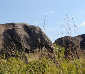 10 Tage Kombi-Budget-Safari in Kenia und Tansania - Photo 4