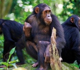 2 Day Chimpanzee Tracking Holiday in Uganda - Photo 2