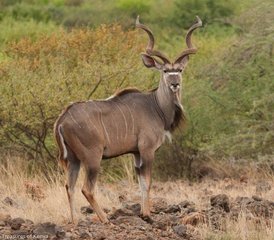 3 jours en stage de safari dans la réserve nationale de Samburu, Kenya - Photo 2