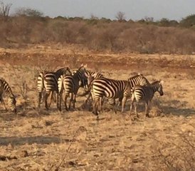 4-Daagse Tsavo East, Taita Hills En Amboseli Safari in Kenia - Photo 3