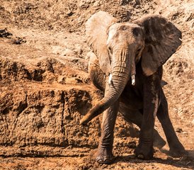 88 jours safari faunique au Kenya : Samburu, Aberdare, lac Nakuru et Masai Mara, Kenya - Photo 1