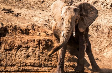 8 jours safari faunique au Kenya : Samburu, Aberdare, lac Nakuru et Masai Mara, Kenya