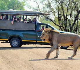 3 Tage klassische Big Five Safari im Balule Naturreservat und Kruger Nationalpark, Südafrika - Photo 3