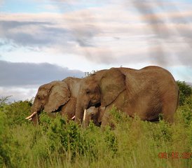 5 jours en safari de camping du meilleur du lac Manyara, du Serengeti et du Ngorongoro en Tanzanie - Photo 4