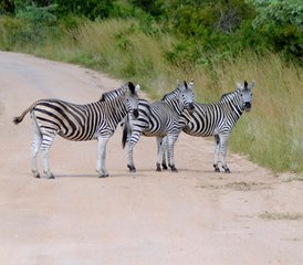 5 Tage Kruger Park Safari über die Panorama Route in Südafrika - Photo 3